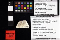 Foto (Objket + Etiketten) von Cyclothyreus sp. 